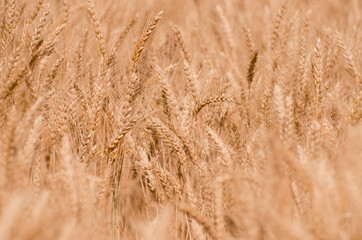 Wheat field. Gold wheat close-up. Rural scenery under the shining sunlight. The concept of a rich harvest.