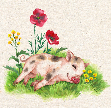 Micro Pig Resting on Green Grass