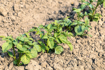 Young potato leaves growing in the garden