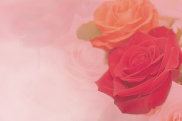 Beautiful Flower delicate roses background or wallpaper or card with copy space