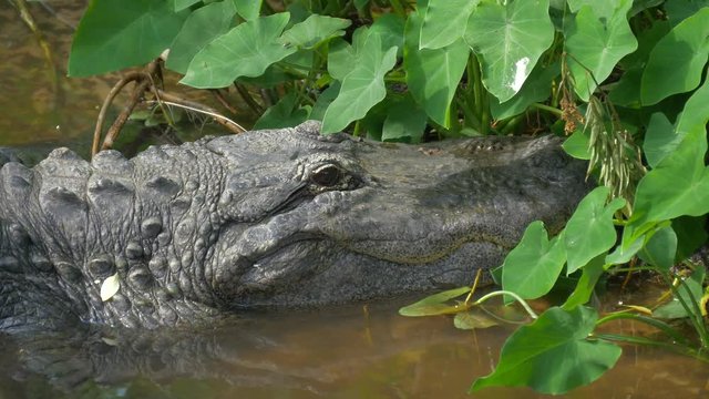 Large menacing American alligator. Alligator close up portrait. American Alligator - Alligator mississippiensis. Crocodiles dangerous animals.