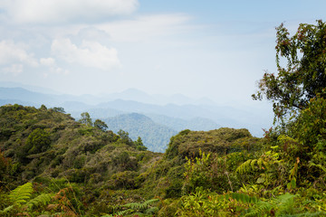 Fototapeta na wymiar Cameron Highlands Gunung Jasar trekking