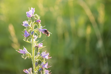 Echium vulgare viper's bugloss plant 