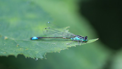 Blue tailed damselfly, Ischnura elegans, sitting on leaf