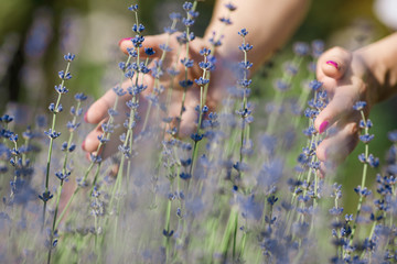 Female hand touching lavender flowers