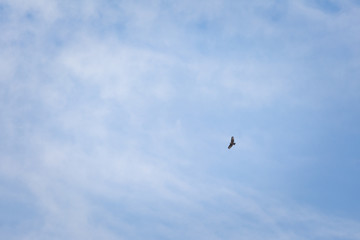 Cameron Highlands landscape great hornbill