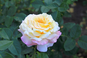 riot of beautiful flowers