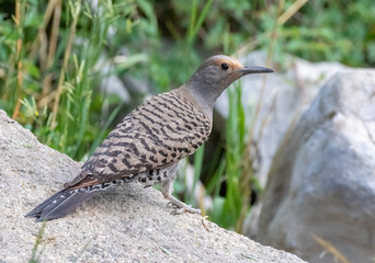 Northern flicker female at Capulin Spring, Sandia Mountains, New Mexico