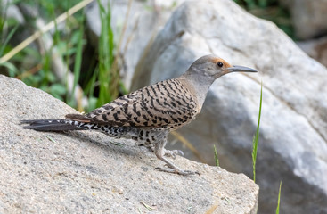 Northern flicker female at Capulin Spring, Sandia Mountains, New Mexico