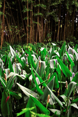 Jardins et nénuphars