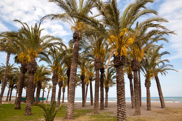 Palmenhain am Strand von Torremolinos