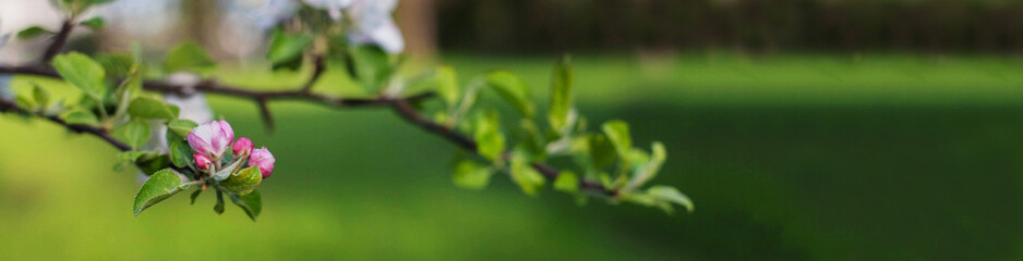 Delicate flower apple tree. Banner for website. The concept of spring and nature.