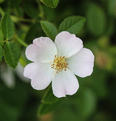 Rosa canina, commonly known as the dog rose