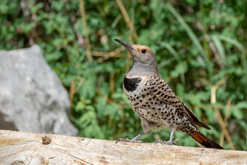 Northern flicker female at Capulin Spring, Sandia Mountains, New Mexico