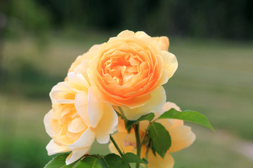 riot of beautiful flowers