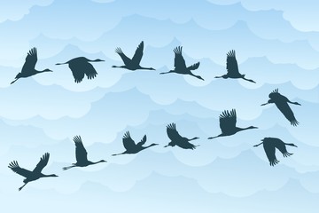 Flight birds with clouds.  © designer_an