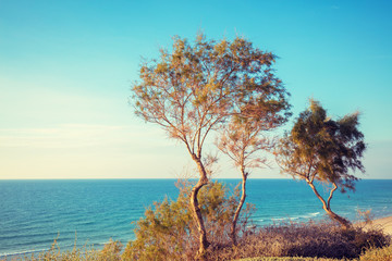 Two trees on the seashore