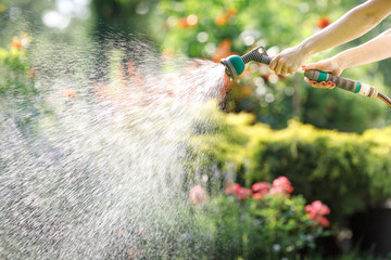 Watering garden flowers with hose