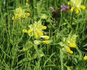 close up of Rhinanthus angustifolius or Greater Yellow rattle flower