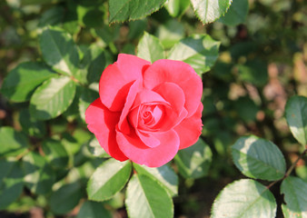 riot of beautiful flowers