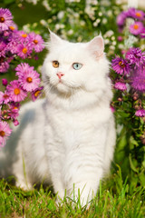 Weiße britisch Langhaarkatze im Blumengarten