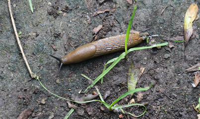 Spanish slug (Arion vulgaris), on the ground in garden