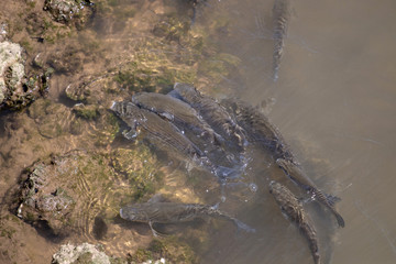 Fish aglomeration on a river