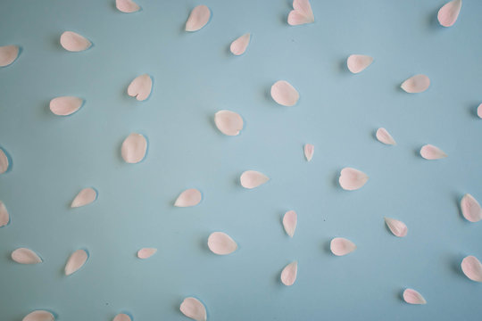 White petals on the cyan background