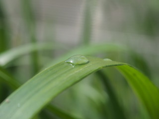 A drop of water on a green leaf of the plant. After the rain.