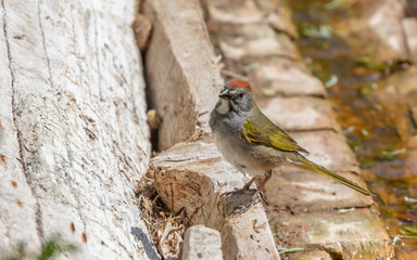 Green-tailed towhee at Capulin Spring, Sandia Mountains, New Mexico
