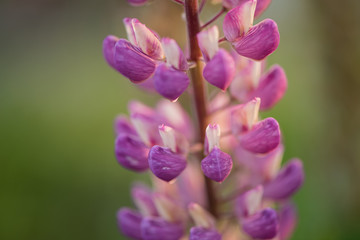 Lupinus garden and wild plant in pinky purple color