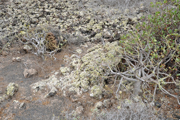 Lanzarote, Weinanbau
