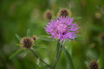 Centaurea black knapweed / common knapweed