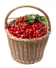 fresh red cherries in a basket on a white background