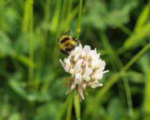 small garden bumblebee, Bombus hortorum, collecting nectar from a white clover flower in spring