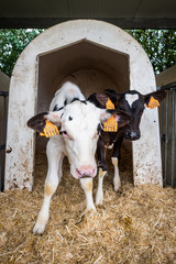 Two calves in a dairy farm