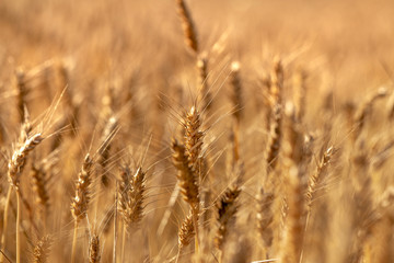 Dry wheat field close up