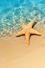 Fototapeta na wymiar starfish on the summer beach in sea water.