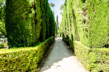 Spain, Seville, ROAD AMIDST TREES AND PLANTS AGAINST SKY