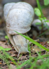 Weinbergschnecke III