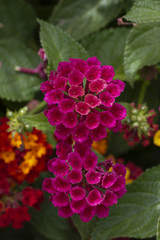 Lantana camara flower
