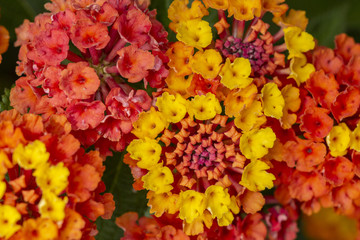 Lantana camara flower