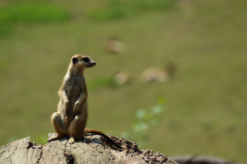 meerkat standing and looking