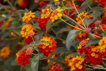 Lantana camara flower