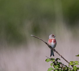 Common Linnet