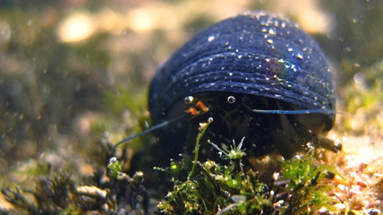 marine hermit crab
