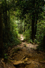 Obraz premium Cameron Highlands Gunung Jasar trekking