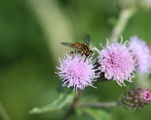 closeup of Hoverfly (Helophilus pendulus), a european hoverfly specie, sitting on leaf