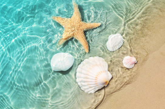 starfish and seashell on the summer beach in sea water.
