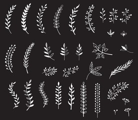 Hand drawn illustration of branches and leaves. Design elements